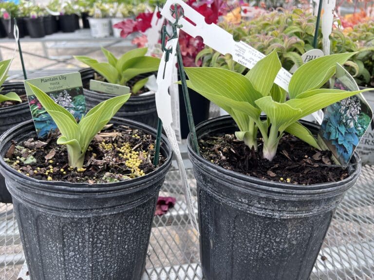 more plants in a pot