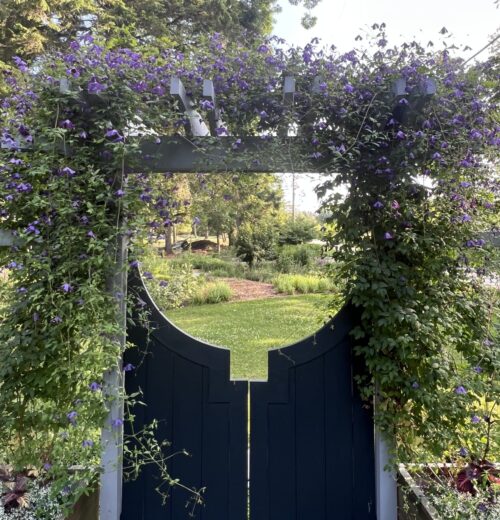 Clematis growing over arbor gate