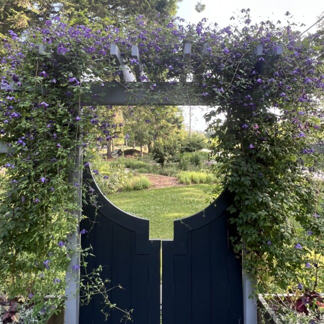 Clematis growing over arbor gate